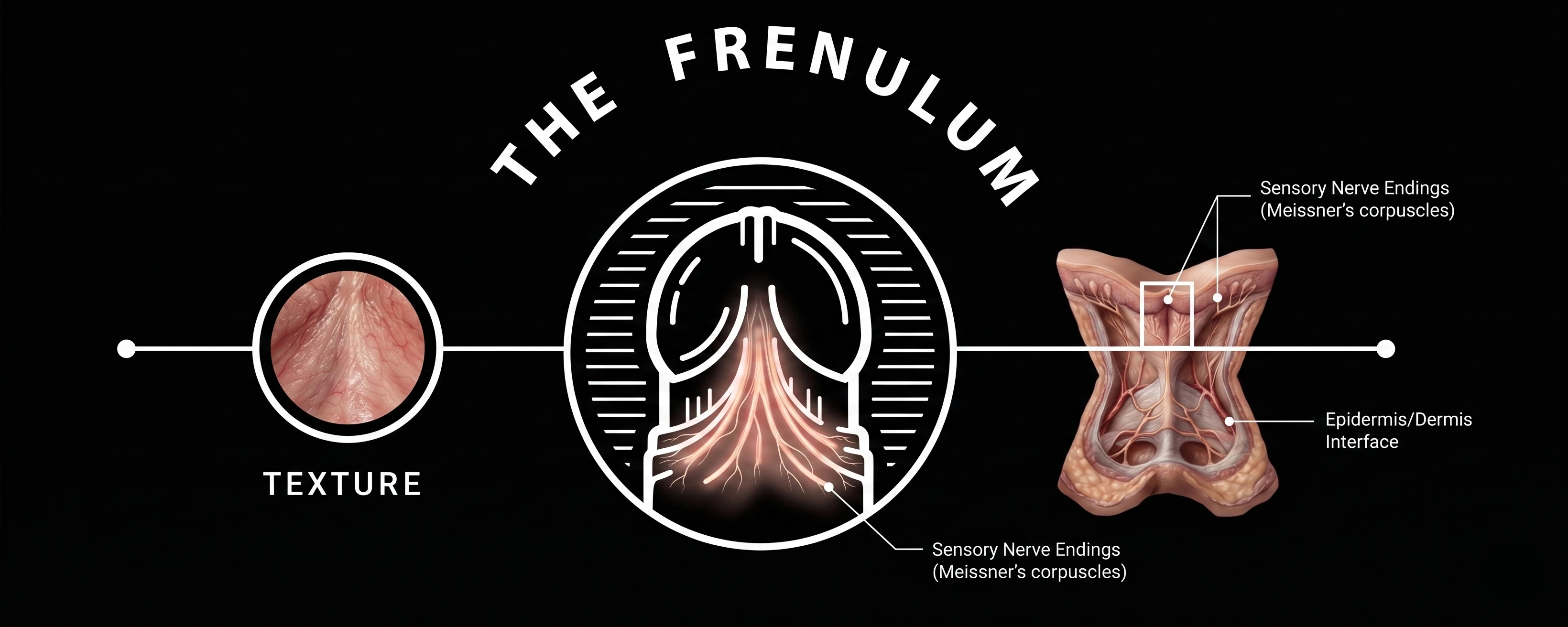 The Frenulum